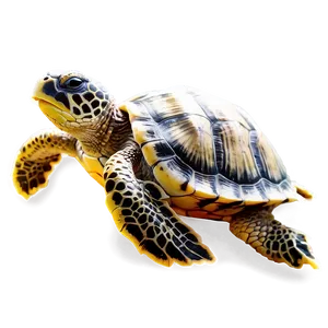 Turtle In Coral Reef Png Cxw PNG image