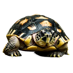 Turtle In Natural Habitat Png 79 PNG image