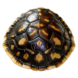 Turtle Shell Interpretation PNG 61