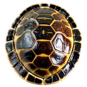 Turtle Shell Side View Png 06132024 PNG image