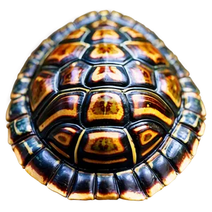 Turtle Shell Texture Close-up Png 06132024 PNG image