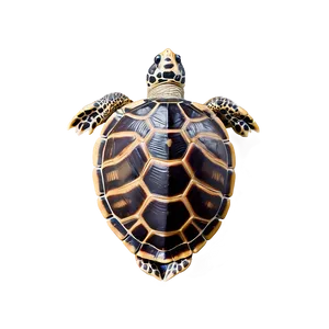 Turtle Shell Texture Closeup PNG Jnl19 PNG