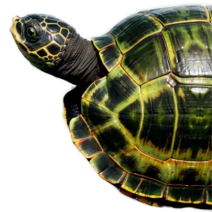 Turtle Silhouette Profile Png 37 PNG image