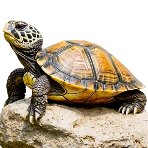 Turtle Sunbathing On Rock Png 55 PNG image