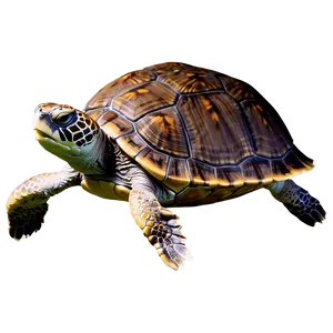 Turtle Underwater Photography Png 80 PNG image