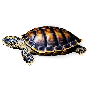 Turtle With Detailed Shell Pattern Png 06242024 PNG image