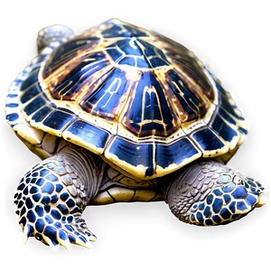 Turtle With Detailed Shell Pattern Png 06242024 PNG image