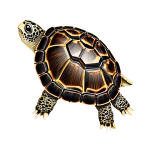 Turtle With Detailed Shell Pattern Png 06242024 PNG image