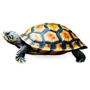 Turtle With Floral Shell Png Sdj PNG image