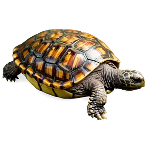 Turtle With World Map Shell PNG 80 PNG