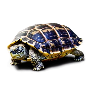 Turtle With World On Back Png 2 PNG image