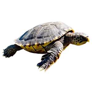 Turtle With World On Back Png 27 PNG image