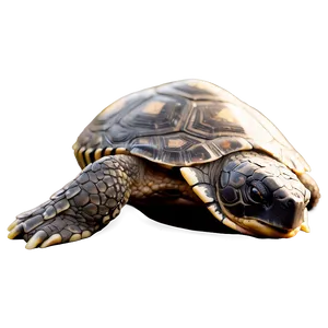Turtle Yoga Pose Silhouette PNG 29