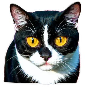 Tuxedo Cat D PNG image