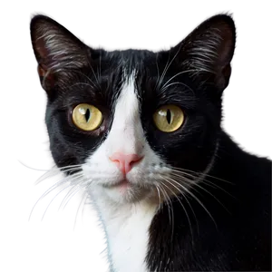 Tuxedo Cat Face Close-up Png 16 PNG image