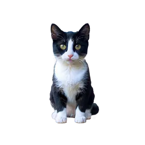 Tuxedo Cat Png 4 PNG image