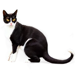Tuxedo Cat PNG Knl27 PNG