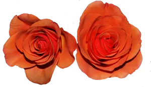Twin Orange Roses PNG