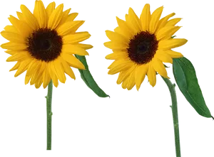 Twin Sunflowers Black Background PNG image