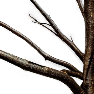 Twisted Branches Png 9 PNG image