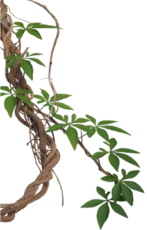 Twisting Vinewith Green Leaves PNG image