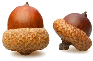 Two Acorns Isolatedon White PNG