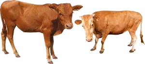 Two Brown Cows Black Background