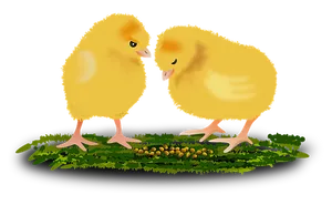 Two Chicks Standing On Grass
