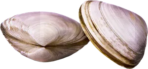 Two Clams Closed Shells PNG image