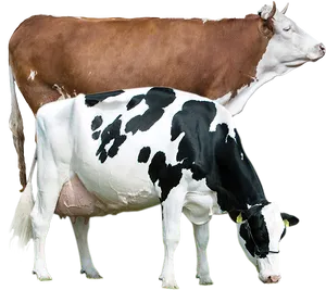 Two Dairy Cows Different Breeds PNG image