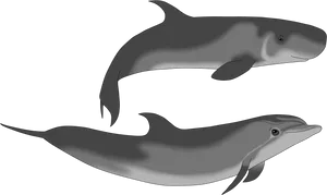Two Dolphins Illustration PNG image
