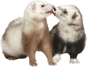 Two Ferrets Sharing Treat PNG image