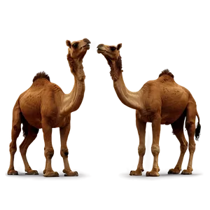 Two Humped Camel PNG 05212024