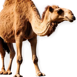 Two Humped Camel PNG 98