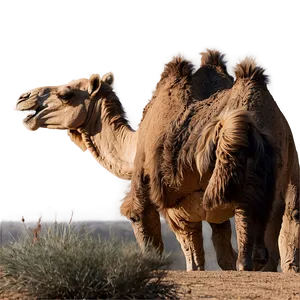 Two Humped Camel PNG Cft