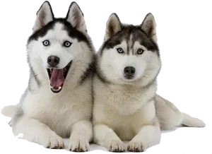 Two Huskies Posing PNG image