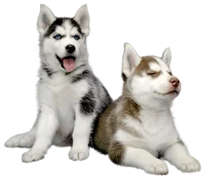 Two Husky Puppies Relaxing PNG image