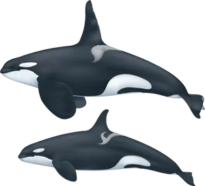 Two Orcas Swimming Illustration