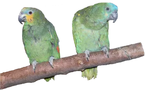 Two Parrotson Branch PNG image
