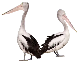 Two Pelicans Standing Together PNG