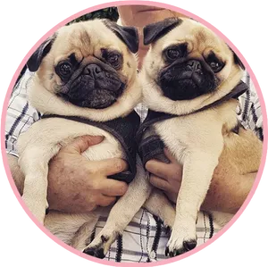 Two Pugs Cuddling With Human PNG image