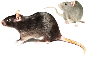 Two Rats Blackand White PNG image
