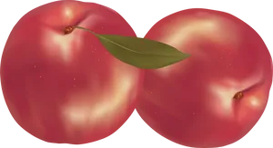 Two Ripe Peaches Illustration PNG image