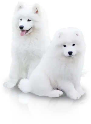 Two Samoyeds Posing PNG