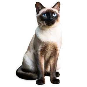 Two Siamese Cats Together PNG 41