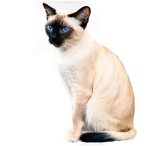 Two Siamese Cats Together PNG Ocg68