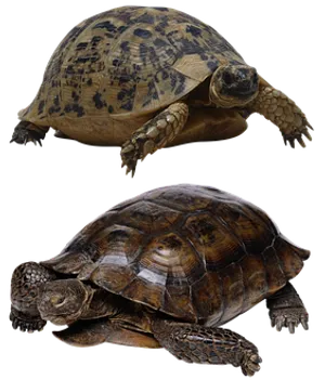 Two Turtles Black Background PNG image