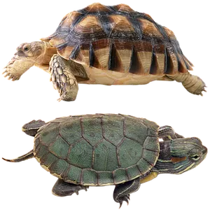 Two Turtles Comparison PNG image