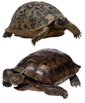 Two Turtles Transparent Background PNG image