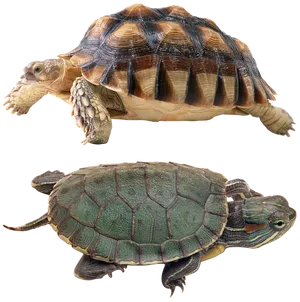 Two Turtles Transparent Background PNG image